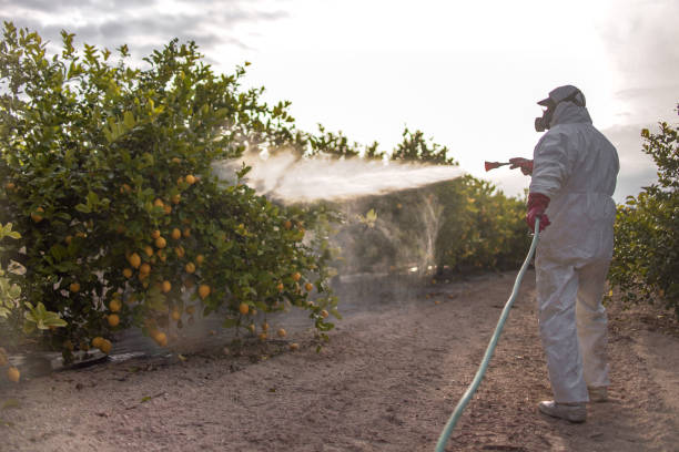 Best Local Pest Control Services  in South Pittsburg, TN